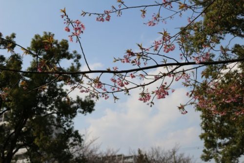 桜ON